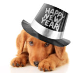 Neujahrswünsche für Hundefreunde