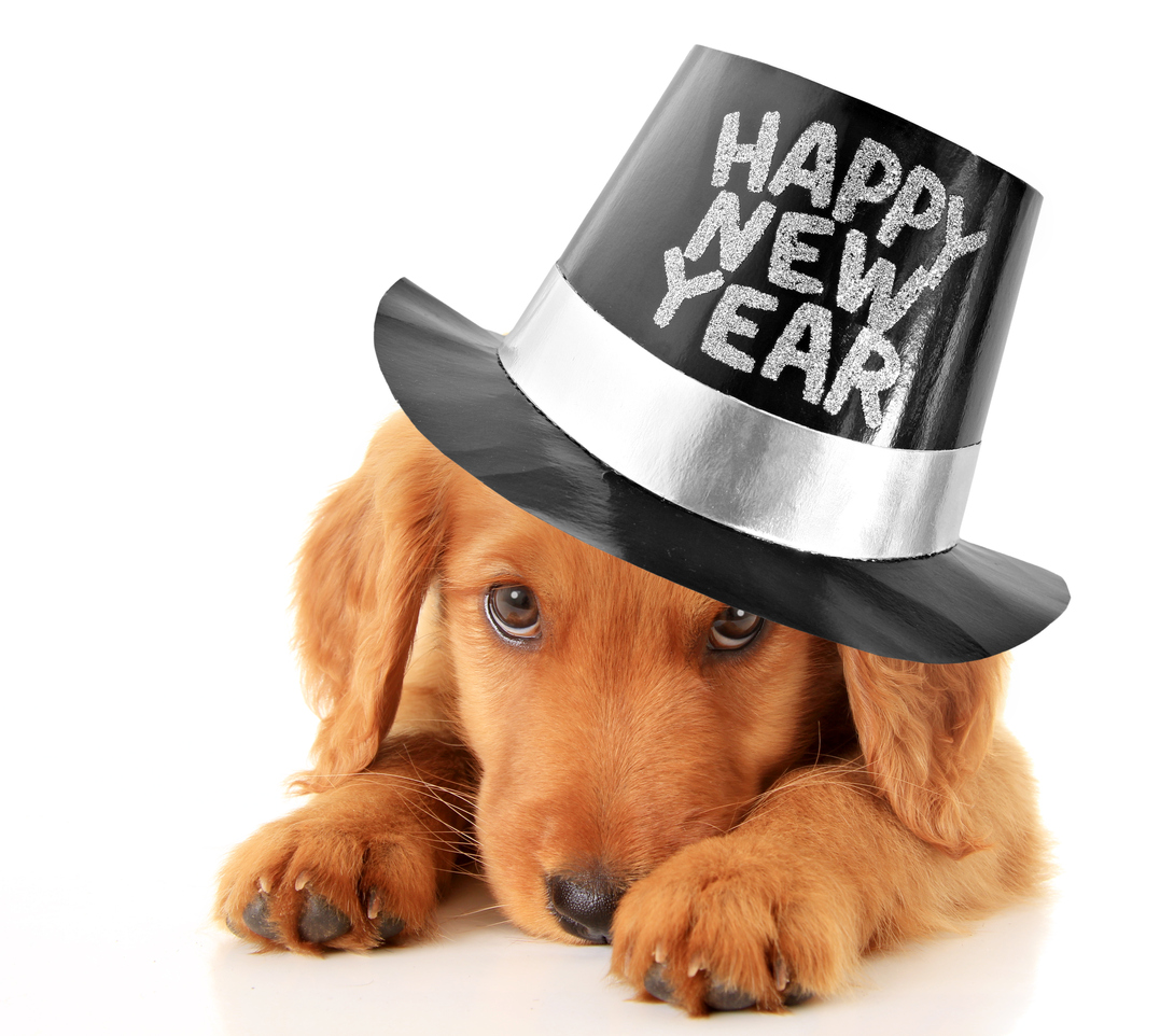 Neujahrswünsche für Hundefreunde